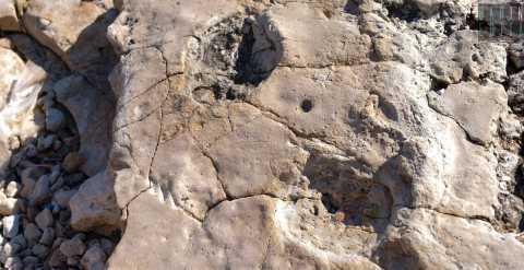 Bari, orme di dinosauro rinvenute sulla costa di Santo Spirito: «In una si distinguono le dita»
